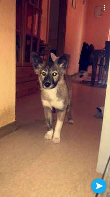 Welpen Bilder !-Beitrag-Bild