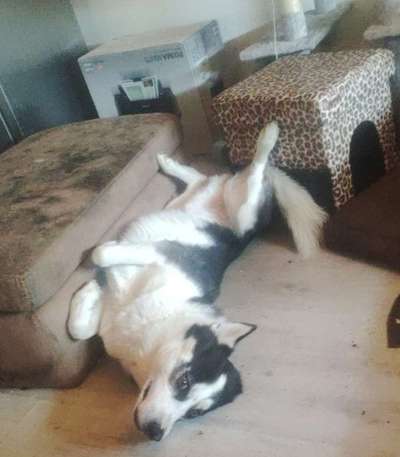 Dogorama Photo Challenge - Zeigt her eure Bäuche-Beitrag-Bild