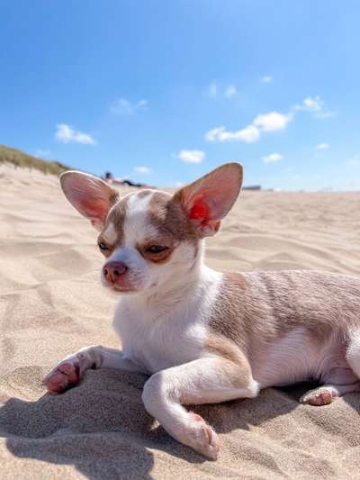 Die Dogorama Wochen Challenge: “Dein Hund im Urlaub”-Beitrag-Bild