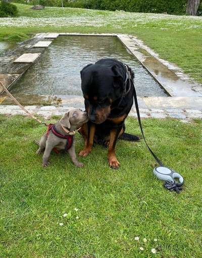 Dogorama-Monats-Challenge-Mai "Wasser"-Beitrag-Bild