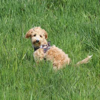 Hundetreffen-Gassirunde für kleine Hunde-Bild