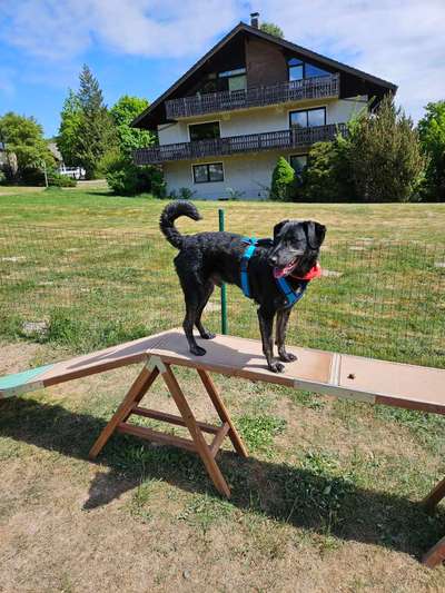 Hundetreffen-Treffen in 37235 Retterode und Umgebung-Bild