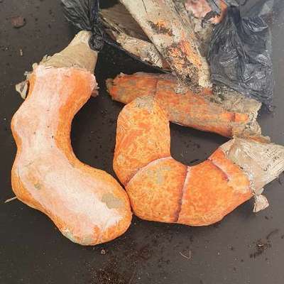 Giftköder-Giftköder Grundschule-Bild