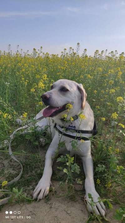 Die Dogorama Monats Challenge "Es grünt und blüht"-Beitrag-Bild