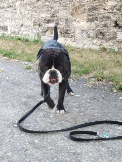 Foto's und Hundemodels-Beitrag-Bild