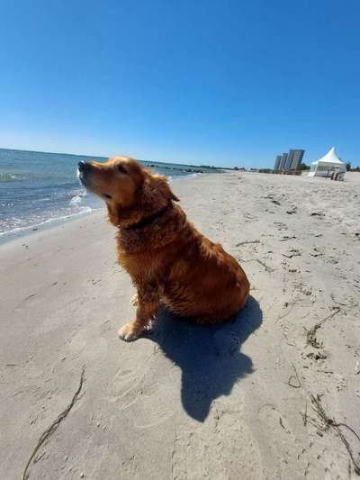 Hund abgegeben, weil Urlaub anstand? Leider kein Witz 😳-Beitrag-Bild