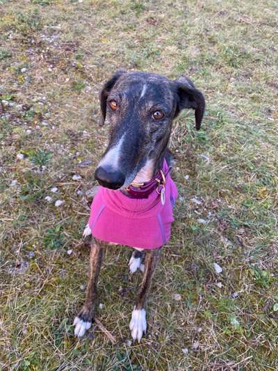 Windhunde - Treffen der besonderen Schönheiten
HERZLICH WILLKOMMEN-Beitrag-Bild