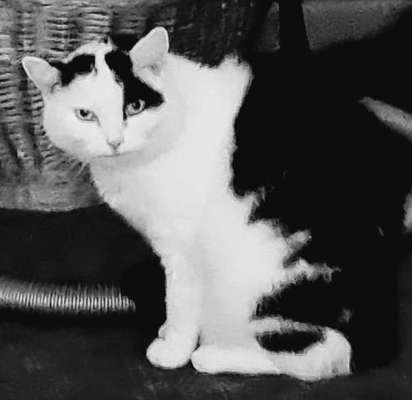 Unsere Fellnasen im Regenbogenland-Beitrag-Bild