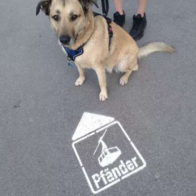 Kangal Fans ! ! ! !-Beitrag-Bild
