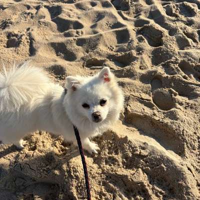 Hundetreffen-Playdate Nami/Sozialisierung-Bild