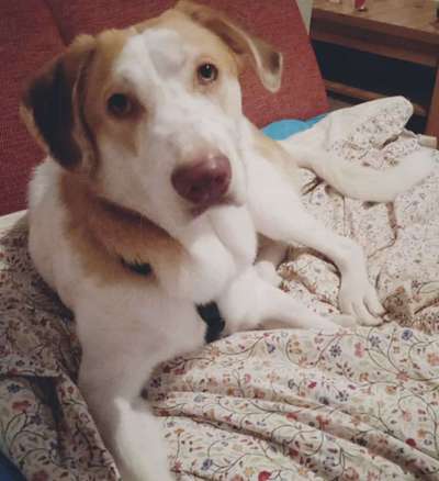 Auslandstierschutz-Beitrag-Bild