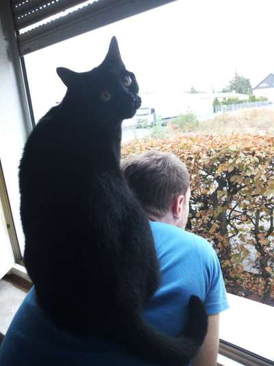 Welpe frisst die Hintermachenschaften von den Katzen-Beitrag-Bild