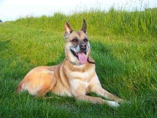 Unsere Fellnasen im Regenbogenland-Beitrag-Bild