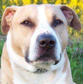 Unsere Fellnasen im Regenbogenland-Beitrag-Bild