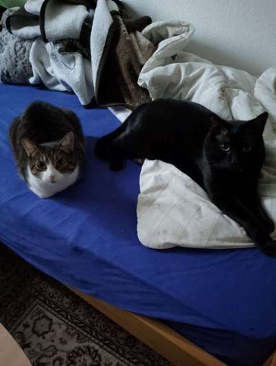 Welpe frisst die Hintermachenschaften von den Katzen-Beitrag-Bild