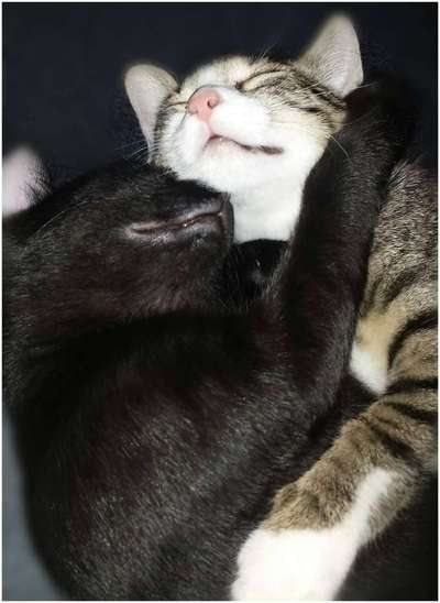 Welpe frisst die Hintermachenschaften von den Katzen-Beitrag-Bild