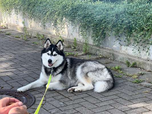 Husky-Beitrag-Bild