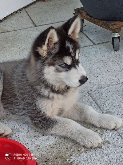 Welpen Bilder !-Beitrag-Bild