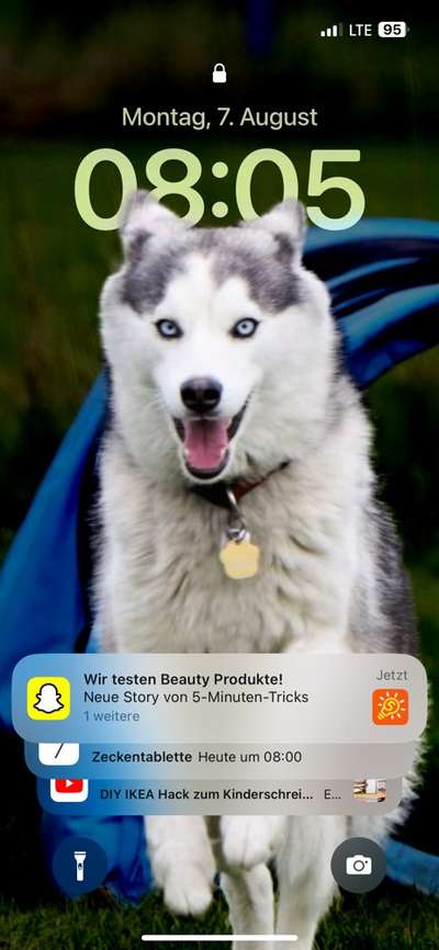Husky-Beitrag-Bild
