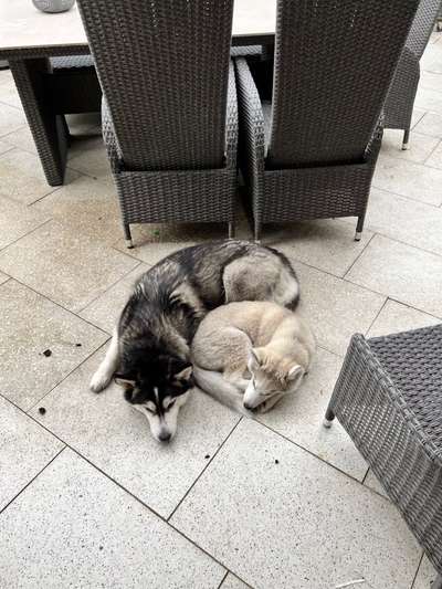 Husky-Beitrag-Bild