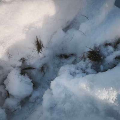 Haarbüschel am Wegesrand/Feldweg-Beitrag-Bild