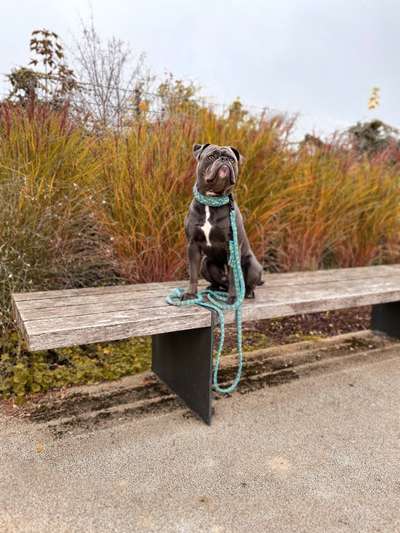Olde English Bulldogge-Beitrag-Bild
