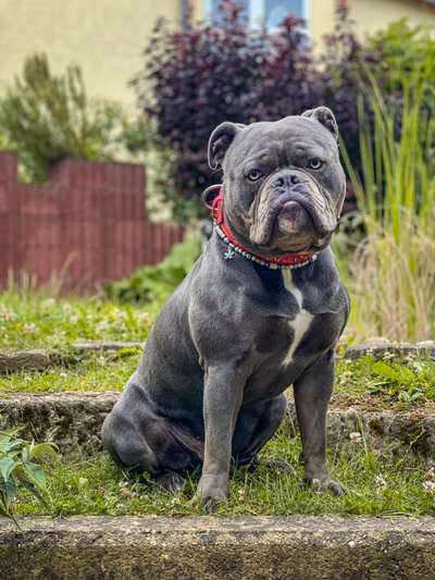 Olde English Bulldogge-Beitrag-Bild