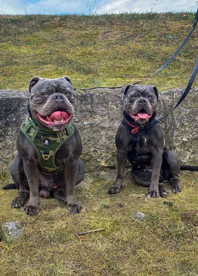 Olde English Bulldogge-Beitrag-Bild