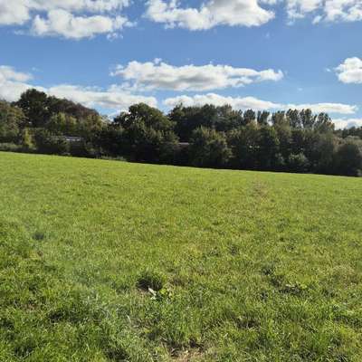 Hundetreffen-Meiendorfer Hunde Treff / Stellmoor Tunneltal-Bild