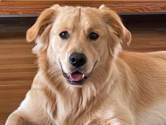 Wo sind die Golden Retriever Liebhaber?-Beitrag-Bild