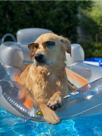 Dogorama Photo Challenge - Tierischer Urlaub-Beitrag-Bild