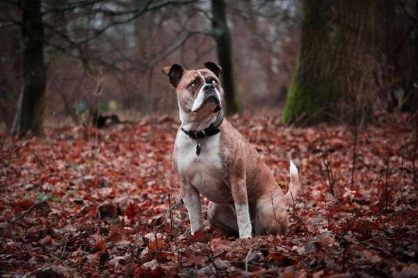Dein Hund im Dogorama-Kalender 2021-Beitrag-Bild
