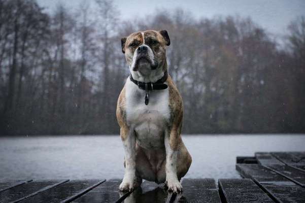 Dein Hund im Dogorama-Kalender 2021-Beitrag-Bild