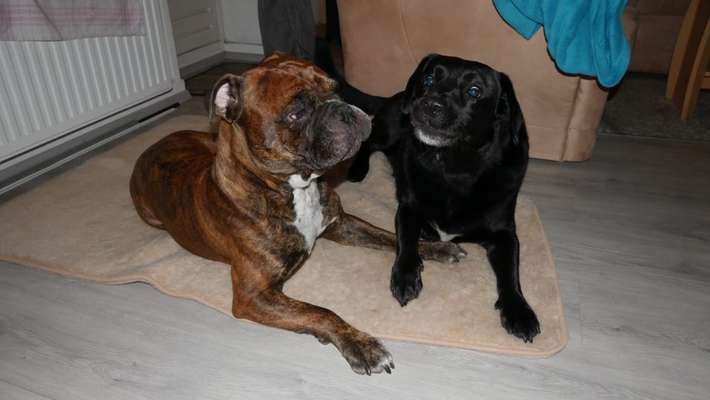 Bester Freund, Hundekumpel - zeigt her!-Beitrag-Bild