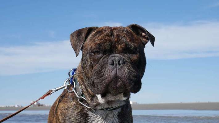 Dein Hund im Dogorama-Kalender 2021-Beitrag-Bild