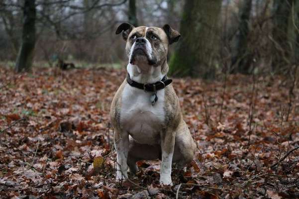 Dein Hund im Dogorama-Kalender 2021-Beitrag-Bild