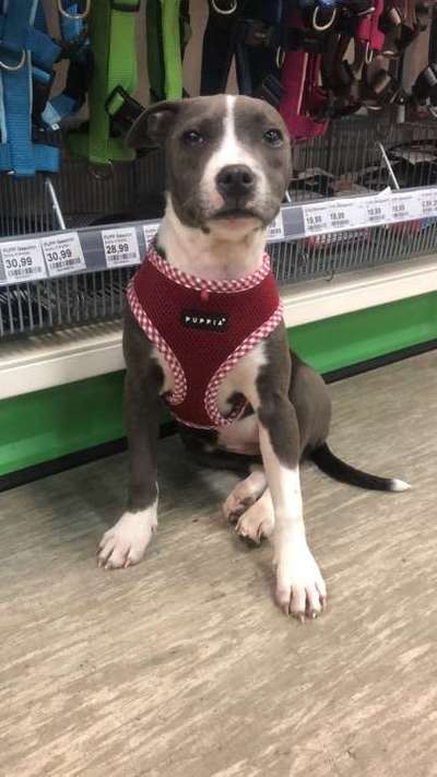 Dein Hund im Dogorama-Kalender 2021-Beitrag-Bild