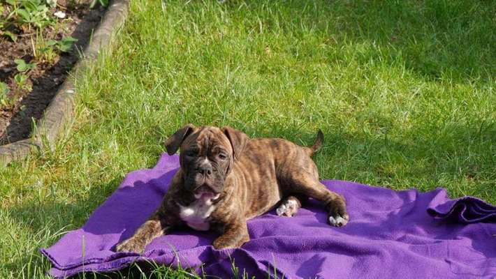 Dein Hund im Dogorama-Kalender 2021-Beitrag-Bild