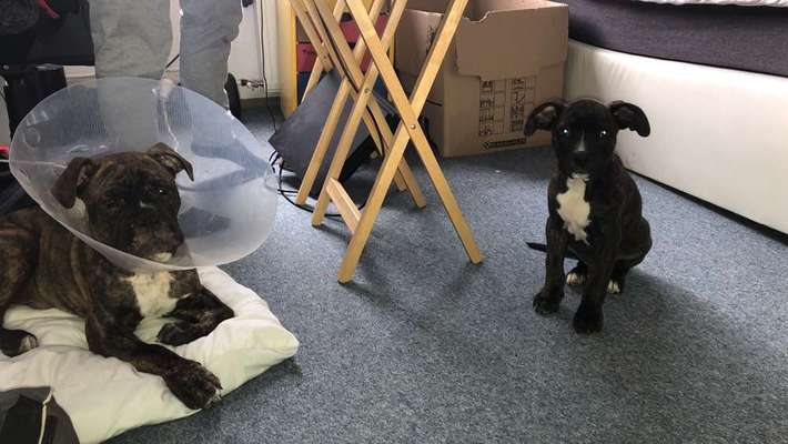 Dein Hund im Dogorama-Kalender 2021-Beitrag-Bild