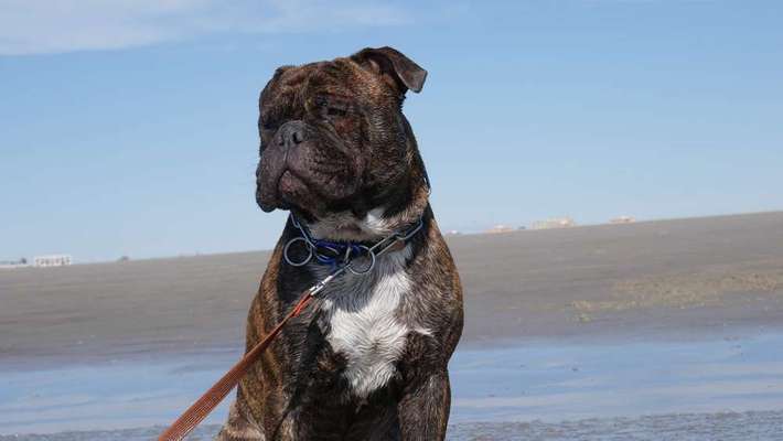 Dein Hund im Dogorama-Kalender 2021-Beitrag-Bild