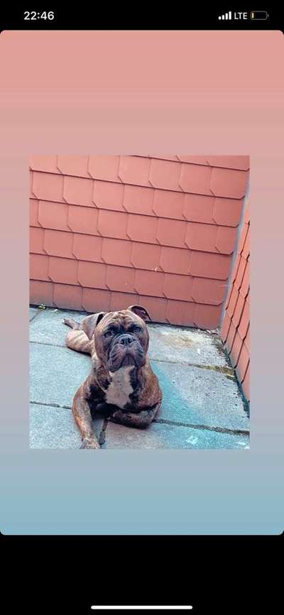 Dein Hund im Dogorama-Kalender 2021-Beitrag-Bild