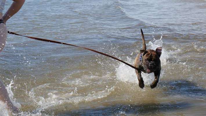 Dein Hund im Dogorama-Kalender 2021-Beitrag-Bild