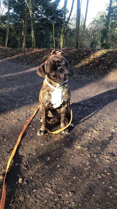 Dein Hund im Dogorama-Kalender 2021-Beitrag-Bild