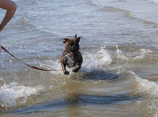 Dein Hund im Dogorama-Kalender 2021-Beitrag-Bild