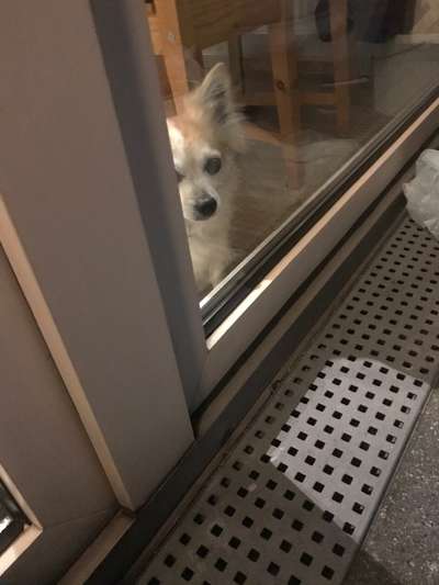 Dogorama Photo Challenge - Hundeblick zum hinschmelzen-Beitrag-Bild