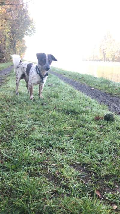 Mischlinge raten - Rätselspaß-Beitrag-Bild
