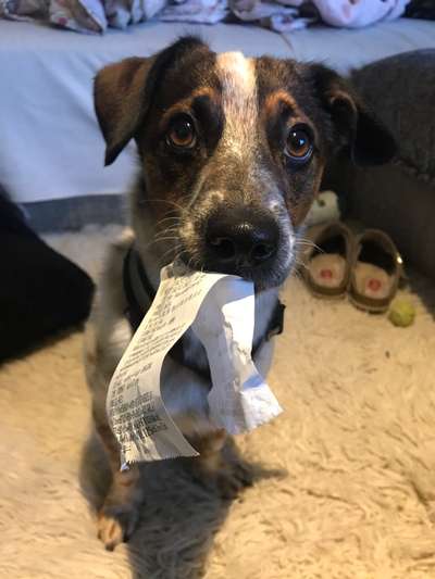 Dogorama Photo Challenge - Tricks, Tricks & Tricks!-Beitrag-Bild