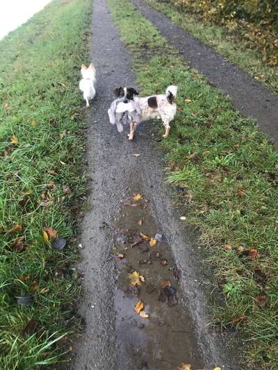 Fotosammlung: ,,Der natürliche Hund" Unbearbeitet, ungestellt und in Natura-Beitrag-Bild