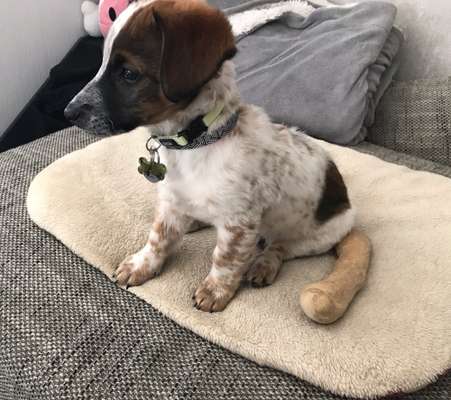 Welpen Bilder !-Beitrag-Bild