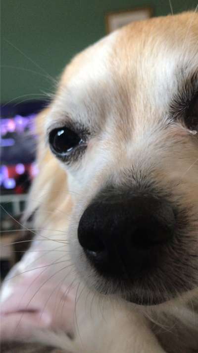 Zeigt mir die tollste Nahaufnahme von eurer Fellnase-Beitrag-Bild